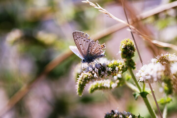Papillon qui butine une fleur.