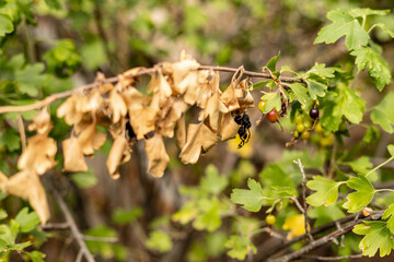 Dried black currant, dry leaves. Drought bad harvest