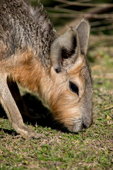 Primer plano de una mara patagónica. Dolichotis patagonum