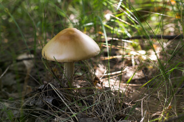 mushroom in the forest