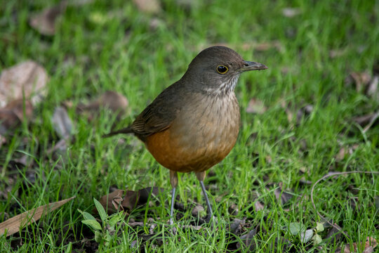 primer plano de un zorzal colorado. Turdus rufiventris