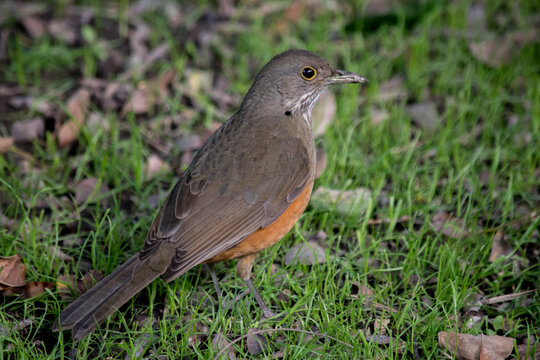 primer plano de un zorzal colorado. Turdus rufiventris