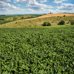 Fototapeta na wymiar green soybean leaves in the foreground, hills fields with soybeans, sky with clouds. Landscape concept of agricultural hills.