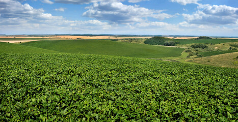 Fototapeta na wymiar fresh soybean leaves in the foreground, close up of beautiful landscapes of crops on the hills