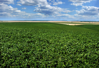 Fototapeta na wymiar soybean close-up in the foreground and beautiful hills behind at background