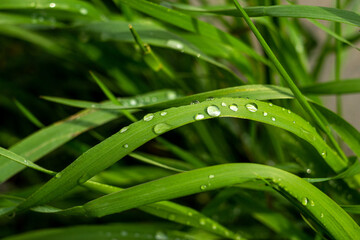 raindrops on grass leaves, macro raindrops, macro grass