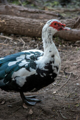 Primer plano de un pato Cairina moschata