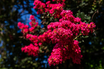 Pink Flowers on a Tree