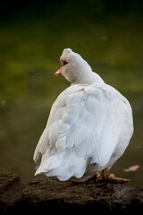 retrato de un pato American Pekin