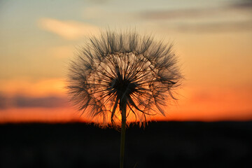 Fototapeta premium Dandelion silhouette against the sunset sky. Selective focus