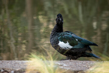 Primer plano de un pato Cairina moschata