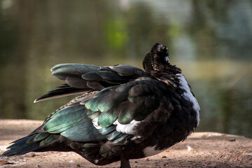 Primer plano de un pato Cairina moschata
