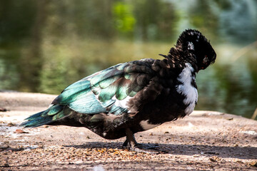 Primer plano de un pato Cairina moschata