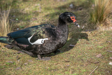 Primer plano de un pato Cairina moschata