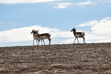 Pronghorns