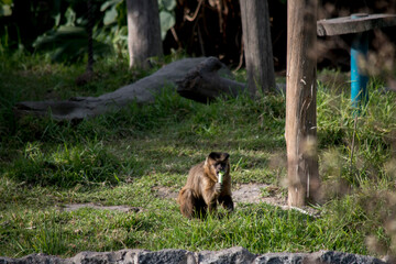 pequeño mono en el zoo