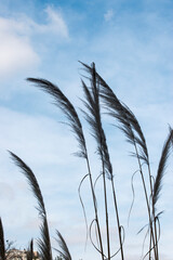 Obraz premium hierba de las Pampas (Cortaderia selloana)