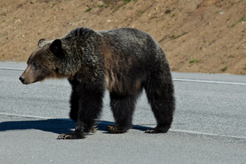 Fototapeta premium brown bear in the wild