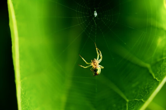 spider on a web on a green leaf