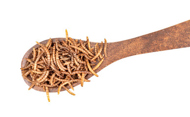 Spoonful of mealworms isolated on white.