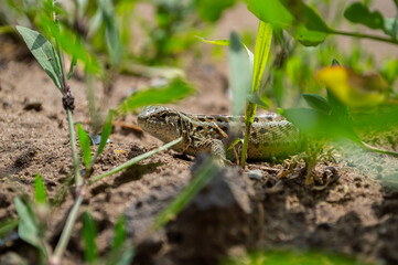 Gray lizard among the grass