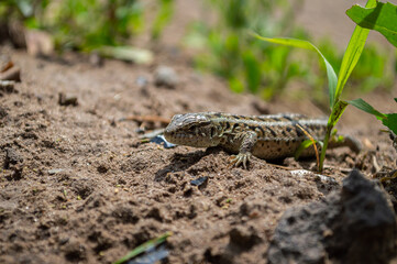 Gray lizard among the grass