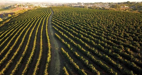 Fototapeta premium An aerian photo of agriculture