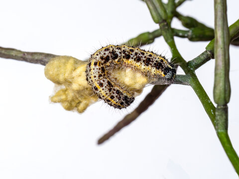 Large White caterpillar with braconid wasp cocoons, probably Cotesia glomerata. Nature.