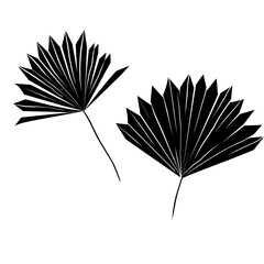 Tropical leaves. Abstract cartoon design. Jungle vector art. Palm foliage.