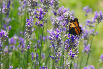 Small tortoiseshell butterfly (Aglais urticae) perched on lavender plant in Zurich, Switzerland