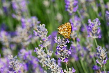 Marbled Fritillary butterfly (Brenthis daphne) perched on lavender plant in Zurich, Switzerland