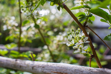 Blooming raspberry branches on a blurred background. Beautiful natural countryside landscape. Selective focusing on foreground with blurry background
