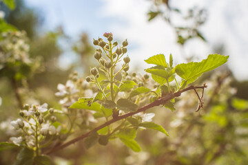Blooming raspberry branches on a blurred background. Beautiful natural countryside landscape. Selective focusing on foreground with blurry background