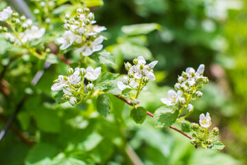 Blooming raspberry branches on a blurred background. Beautiful natural countryside landscape. Selective focusing on foreground with blurry background