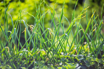 A green young onion sprouts close-up on a summer day in a rural garden. Agriculture plant growing in bed row. Green natural food crop