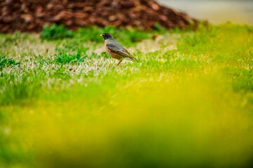 Robin Standing in the Rain