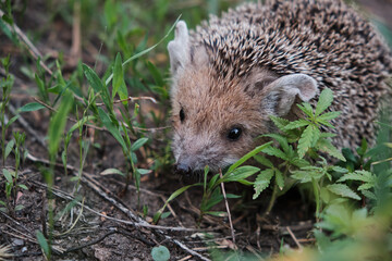 Young hedgehog in natural conditions in forest among grass.