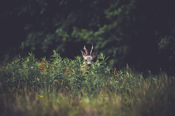 A male roe deer (Capreolus) standing in the grass.