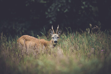 A male roe deer (Capreolus) standing in the grass.