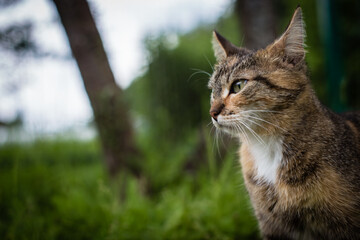A striped cat looks into the distance in the countryside on a summer sunny day. A beautiful pet.