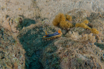 Sea slug in the Red Sea Colorful and beautiful, Eilat Israel
