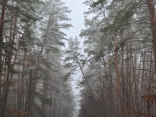 Obraz premium forest in winter