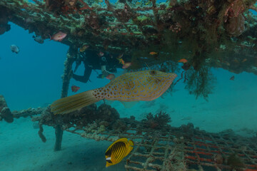 Fish swim in the Red Sea, colorful fish, Eilat Israel
