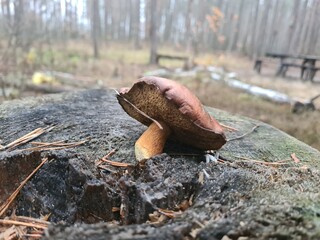 mushroom in the forest