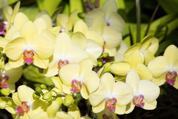 Yellow orchid in the sunshine
