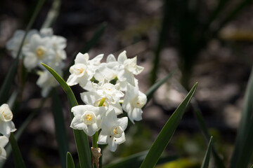 White and Yellow daffodils