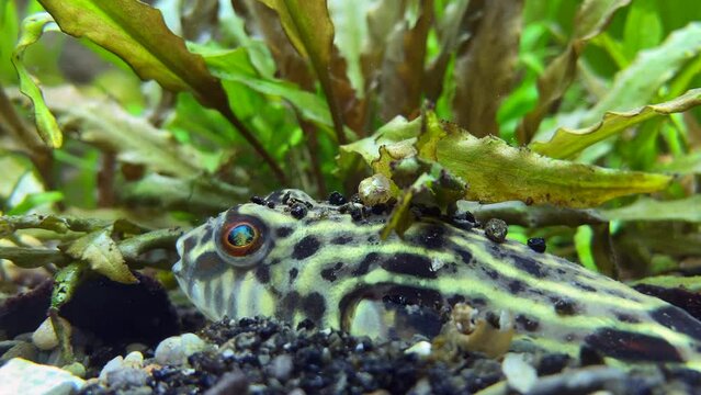 The puffer lies at the bottom, camouflaged in the rocks and slowly moves its eyes in search of prey.