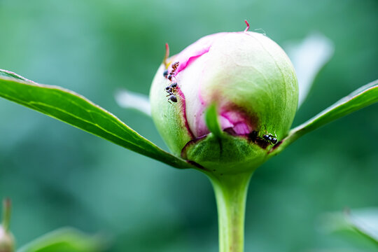 Ants tending aphids in peony or ant guards its aphids paeony, genus Paeonia, genus family Paeoniaceae in garden in summer. Plant pests during flowering and development. Flower buds damaged by aphids.