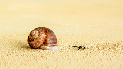 shell of snail on yellow background with copy space behind snail shell