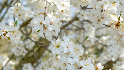 Fototapeta premium cherry blossom with soft focus and color filter, sakura season background.